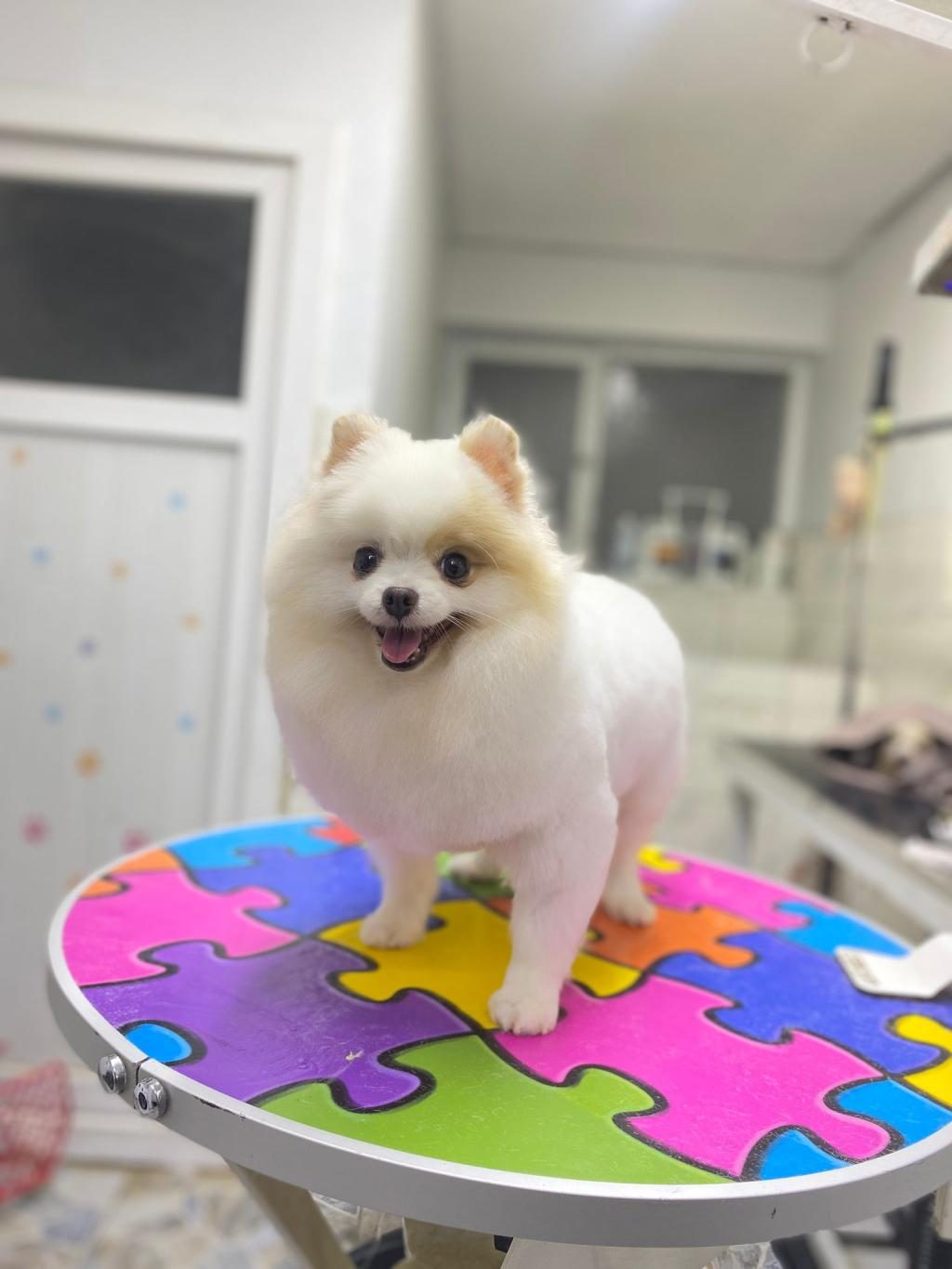 POMERANİAN BOO ÜST KALİTE TEA CUP DİŞİ