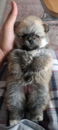 POMERANİAN BOO ERKEK VE DİŞİ YAVRULARIMIZ