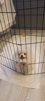 POMERANİAN BOO ÜST KALİTE TEA CUP DİŞİ