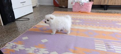 POMERANİAN BOO ERKEK VE DİŞİ YAVRULARIMIZ