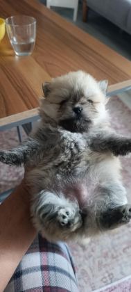 POMERANİAN BOO ERKEK VE DİŞİ YAVRULARIMIZ