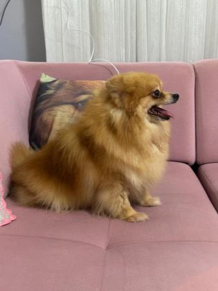 POMERANİAN DİŞİ YAVRU