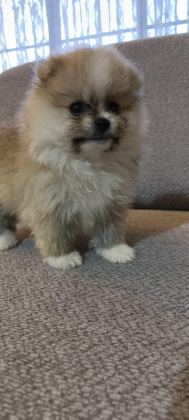 POMERANİAN BOO ERKEK VE DİŞİ YAVRULARIMIZ