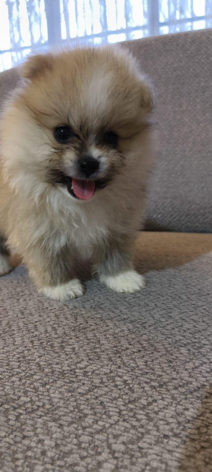 POMERANİAN BOO ERKEK VE DİŞİ YAVRULARIMIZ