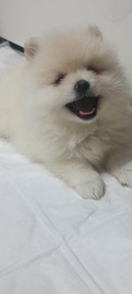 POMERANİAN BOO ERKEK VE DİŞİ YAVRULARIMIZ