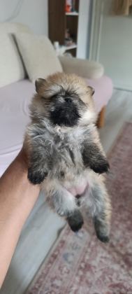 POMERANİAN BOO ERKEK VE DİŞİ YAVRULARIMIZ