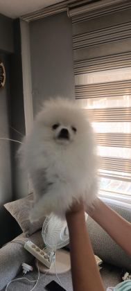 POMERANİAN BOO ÜST KALİTE TEA CUP DİŞİ