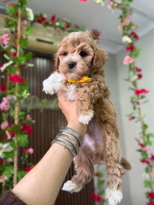 MALTİPOO YAVRU