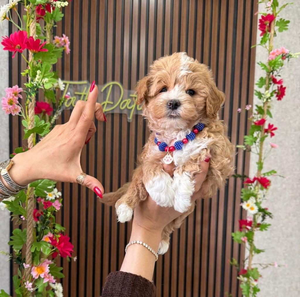 MALTİPOO YAVRU