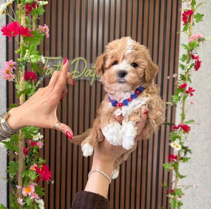 MALTİPOO YAVRU