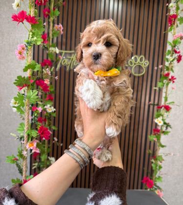 MALTİPOO YAVRU