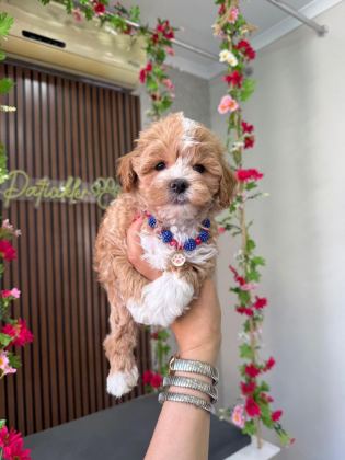 MALTİPOO YAVRU