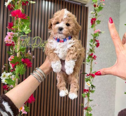 MALTİPOO YAVRU