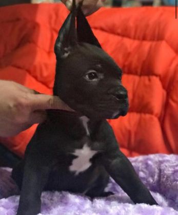 CANE CORSO KÖPEĞİ