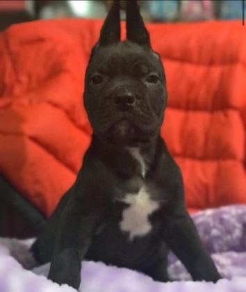 CANE CORSO KÖPEĞİ