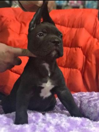 CANE CORSO KÖPEĞİ