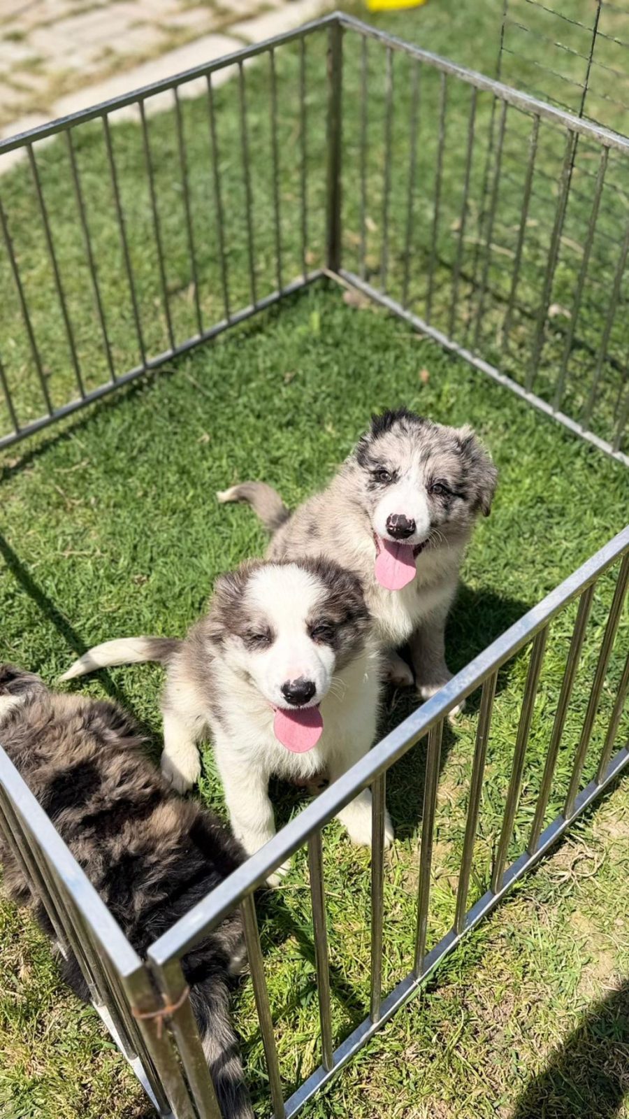 BLUE MERLE BORDER COLLİE YAVRULAR