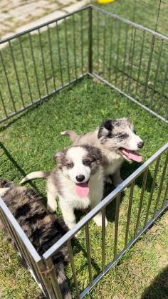 BLUE MERLE BORDER COLLİE YAVRULAR