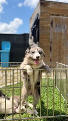 BLUE MERLE BORDER COLLİE YAVRULAR