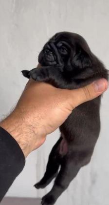PUG MOPS YAVRULAR IRK SAĞLIK GARANTİLİ