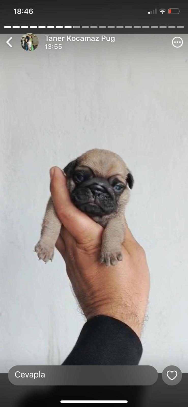 PUG MOPS YAVRULAR IRK SAĞLIK GARANTİLİ