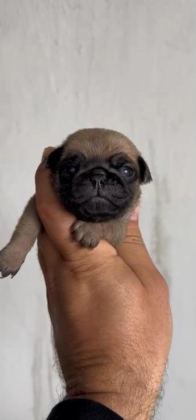 PUG MOPS YAVRULAR IRK SAĞLIK GARANTİLİ