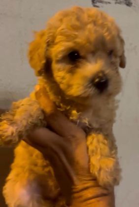 SAFKAN MALTİPOO YAVRULAR IRK SAĞLIK GARANTİLİ