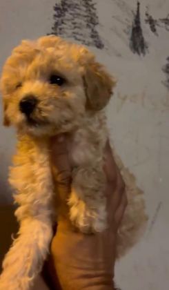 SAFKAN MALTİPOO YAVRULAR IRK SAĞLIK GARANTİLİ