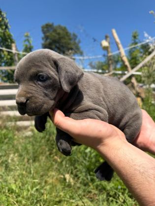 BLUE CANE CORSO YAVRULAR IRK SAĞLIK GARANTİLİ