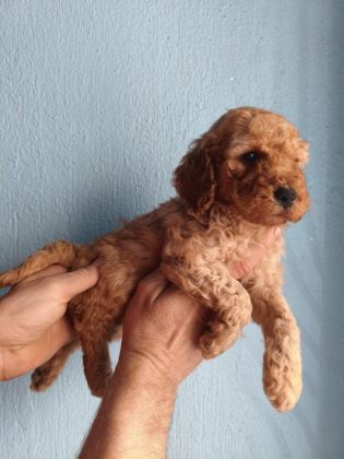 TOY POODLE YAVRULAR IRK SAĞLIK GARANTİLİ