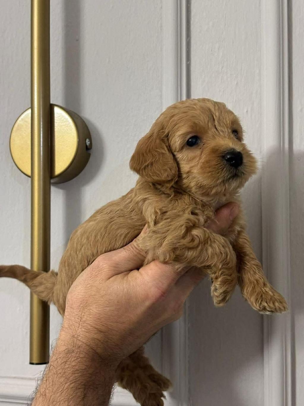 MALTİPOO KALİTE YAVRULAR IRK SAĞLIK GARANTİLİ