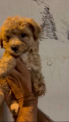 SAFKAN MALTİPOO YAVRULAR IRK SAĞLIK GARANTİLİ