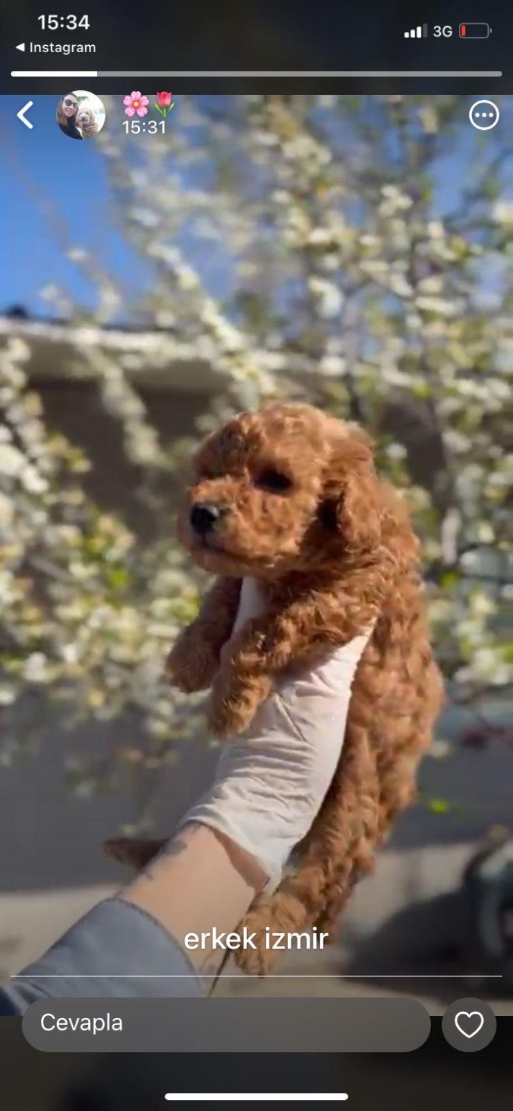 TOY POODLE YAVRULAR IRK SAĞLIK GARANTİLİ