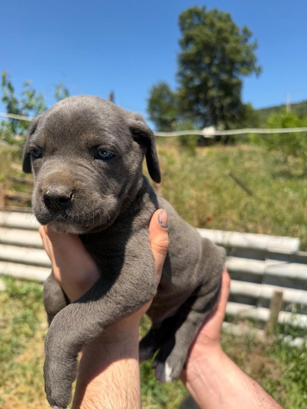 BLUE CANE CORSO YAVRULAR IRK SAĞLIK GARANTİLİ