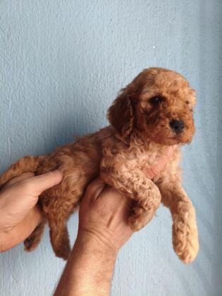 TOY POODLE YAVRULAR IRK SAĞLIK GARANTİLİ