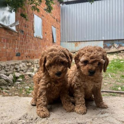 TOY POODLE YAVRULAR IRK SAĞLIK GARANTİLİ