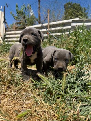 BLUE CANE CORSO YAVRULAR IRK SAĞLIK GARANTİLİ