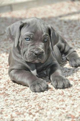 CANE CORSO KÖPEĞİMİZ