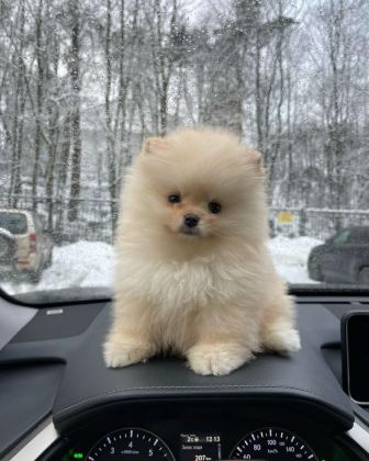 POMERANİAN BOO YAVRULAR