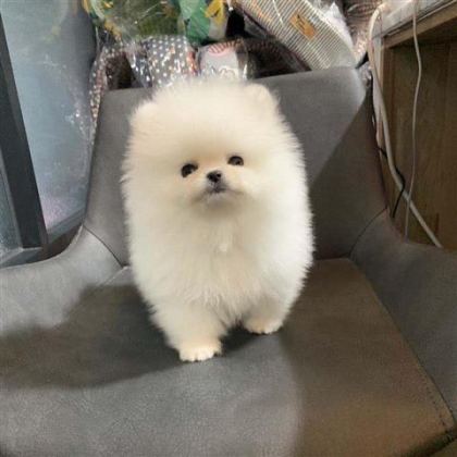 POMERANİAN BOO YAVRULAR
