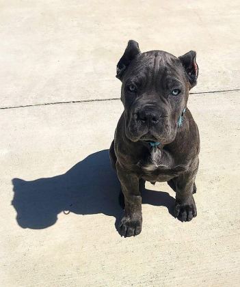CANE CORSO KÖPEĞİMİZ