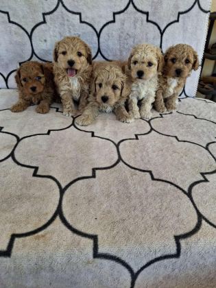 SAĞLIKLI ORJİNAL MALTİPOO YAVRULAR