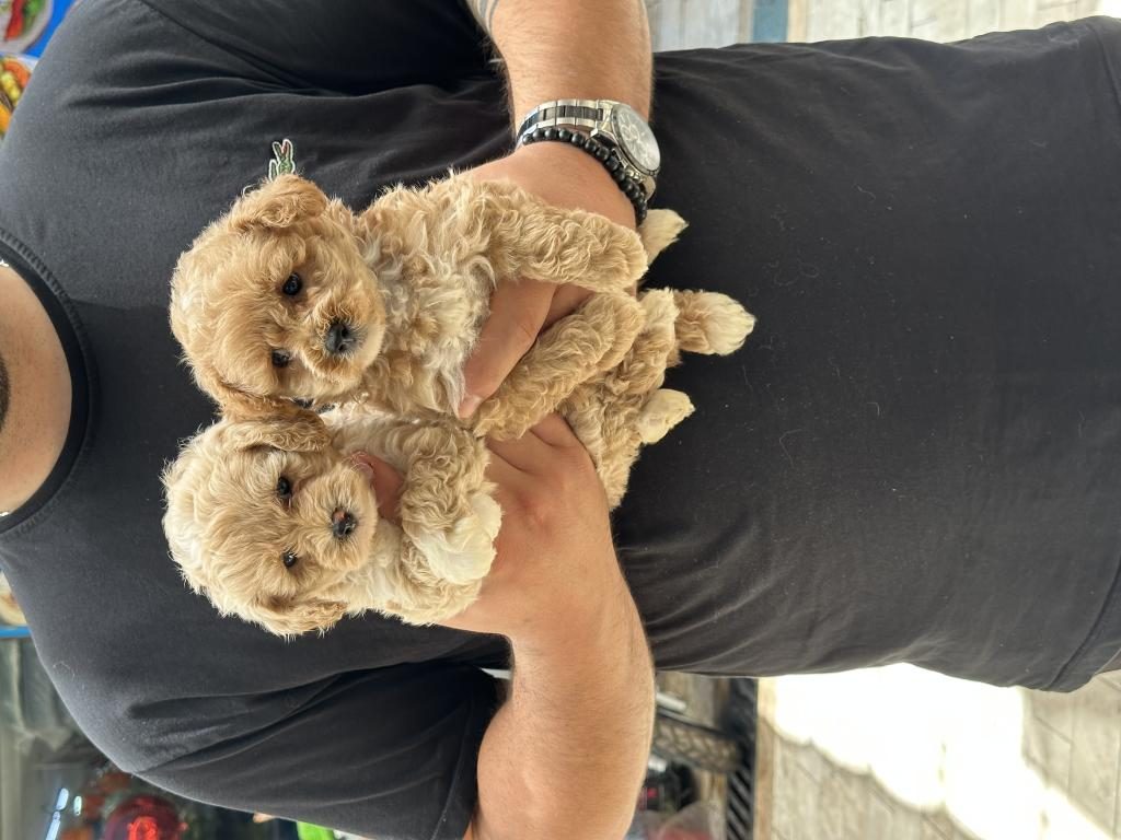 SAĞLIKLI ORJİNAL MALTİPOO YAVRULAR