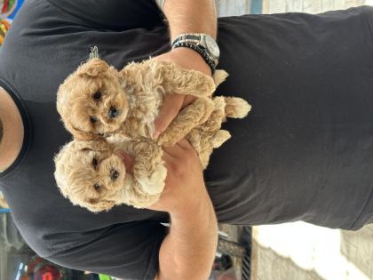 SAĞLIKLI ORJİNAL MALTİPOO YAVRULAR