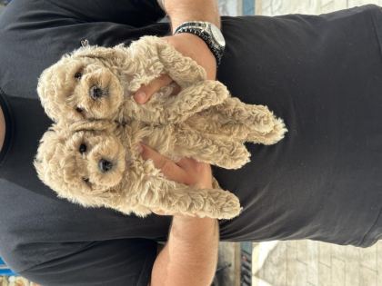 SAĞLIKLI ORJİNAL MALTİPOO YAVRULAR