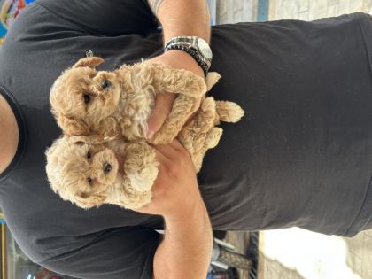 SAĞLIKLI ORJİNAL MALTİPOO YAVRULAR