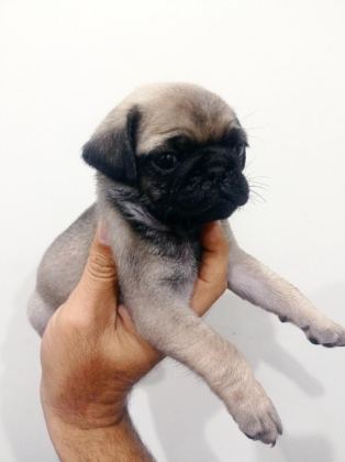 PUG MOPS YAVRULARIMIZ