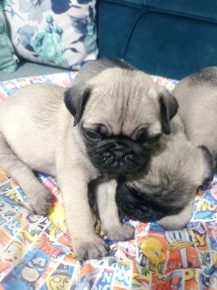 PUG MOPS YAVRULARIMIZ