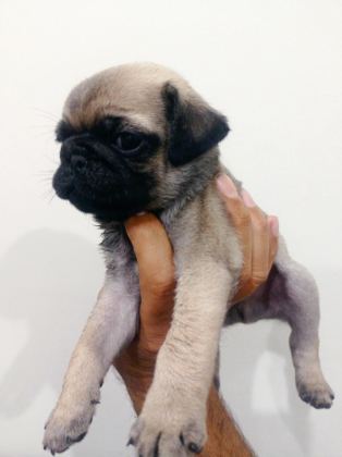 PUG MOPS YAVRULARIMIZ