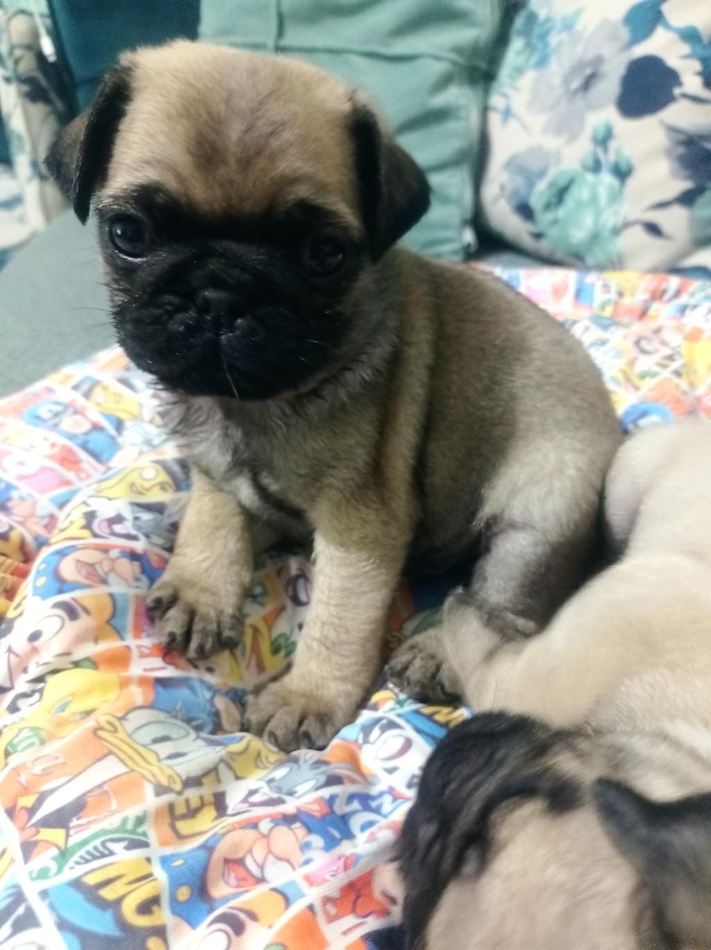 PUG MOPS YAVRULARIMIZ